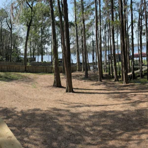 #image_title Lakeside park with tall slender trees, a wooden dock and shaded pavilion by calm water.