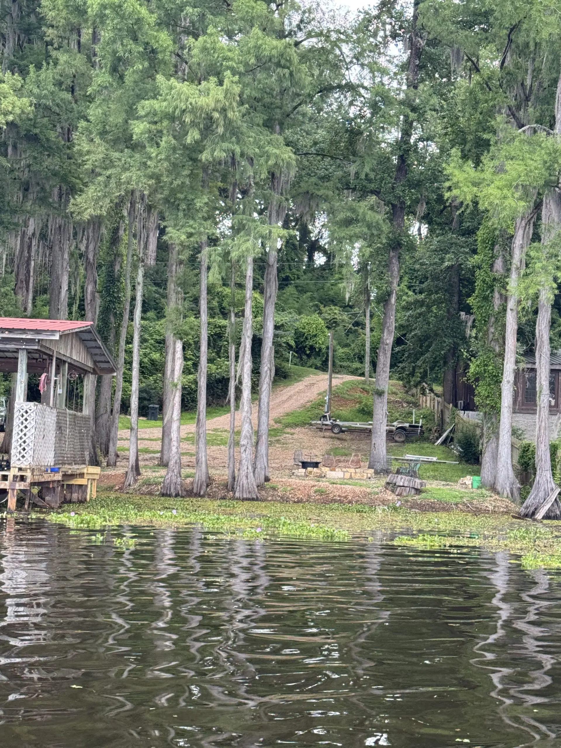 #image_title Row of tall trees along a dirt path beside a lake, with a small wooden dock on the left and green foliage overhead from the water's edge.