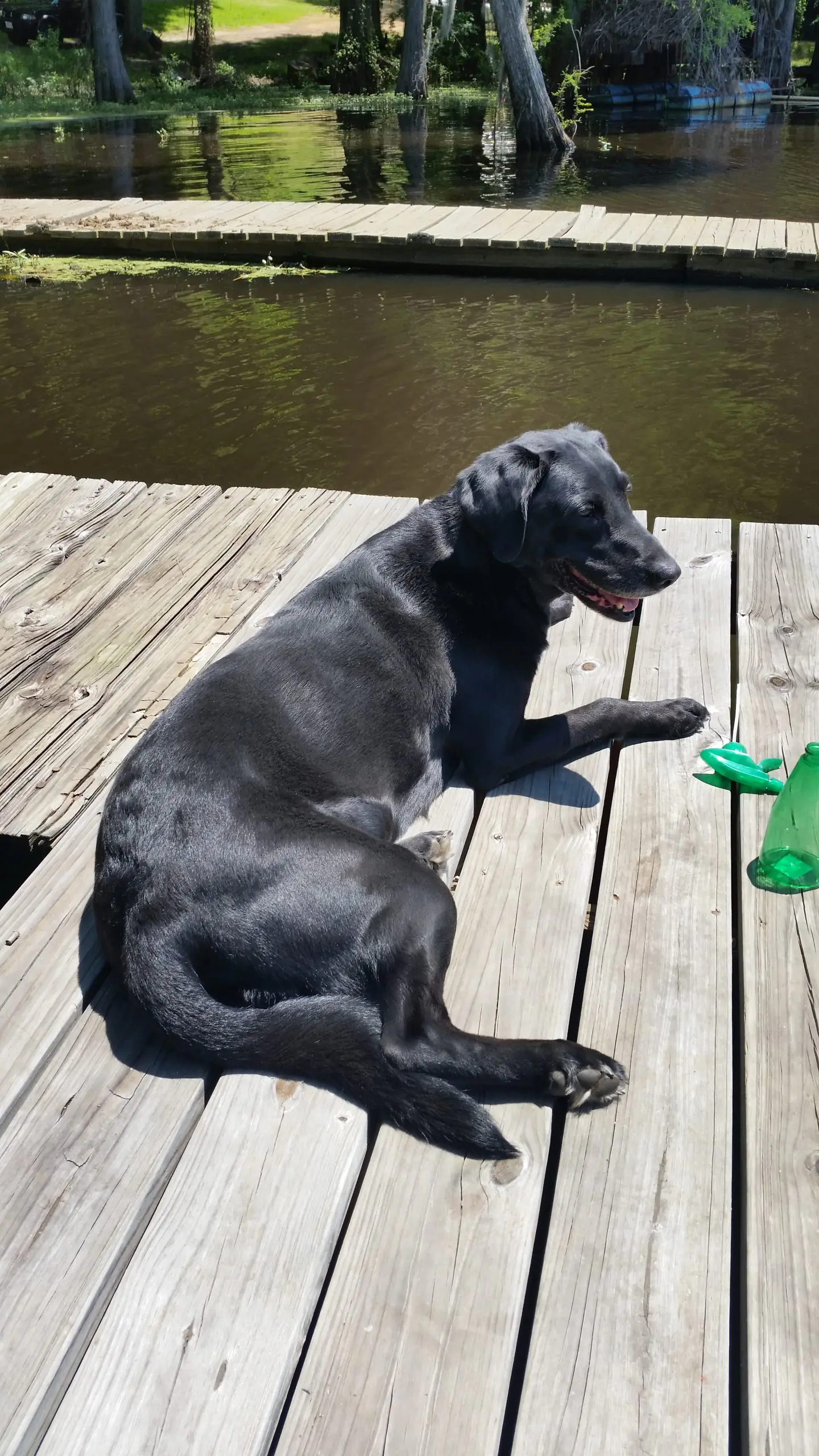 Black dog resting on a weathered wooden dock by a calm lake, with green plastic toys nearby.