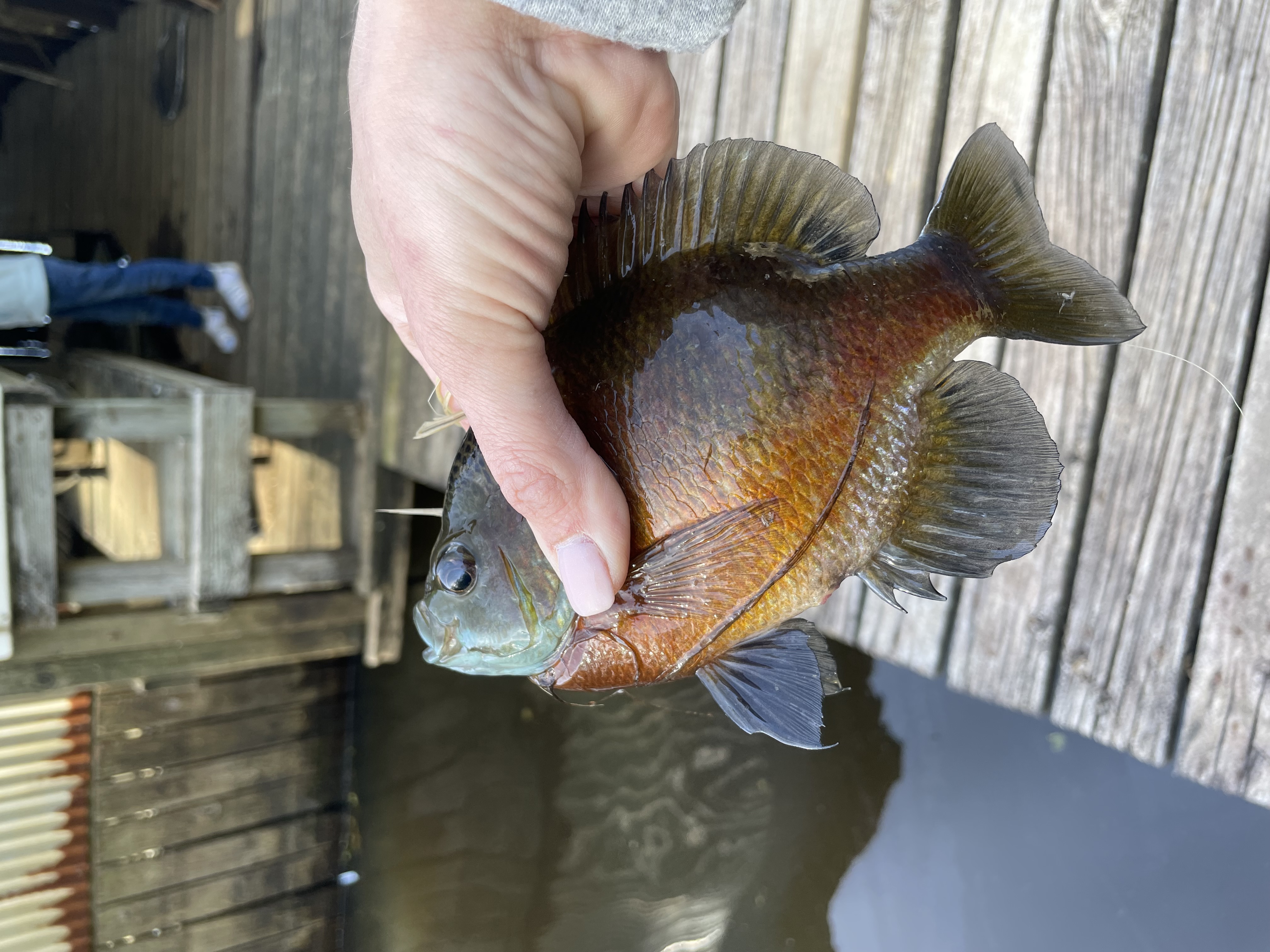 Close-up of a colorful fish being held by a hand on a wooden dock by calm water, with a person standing in the background.