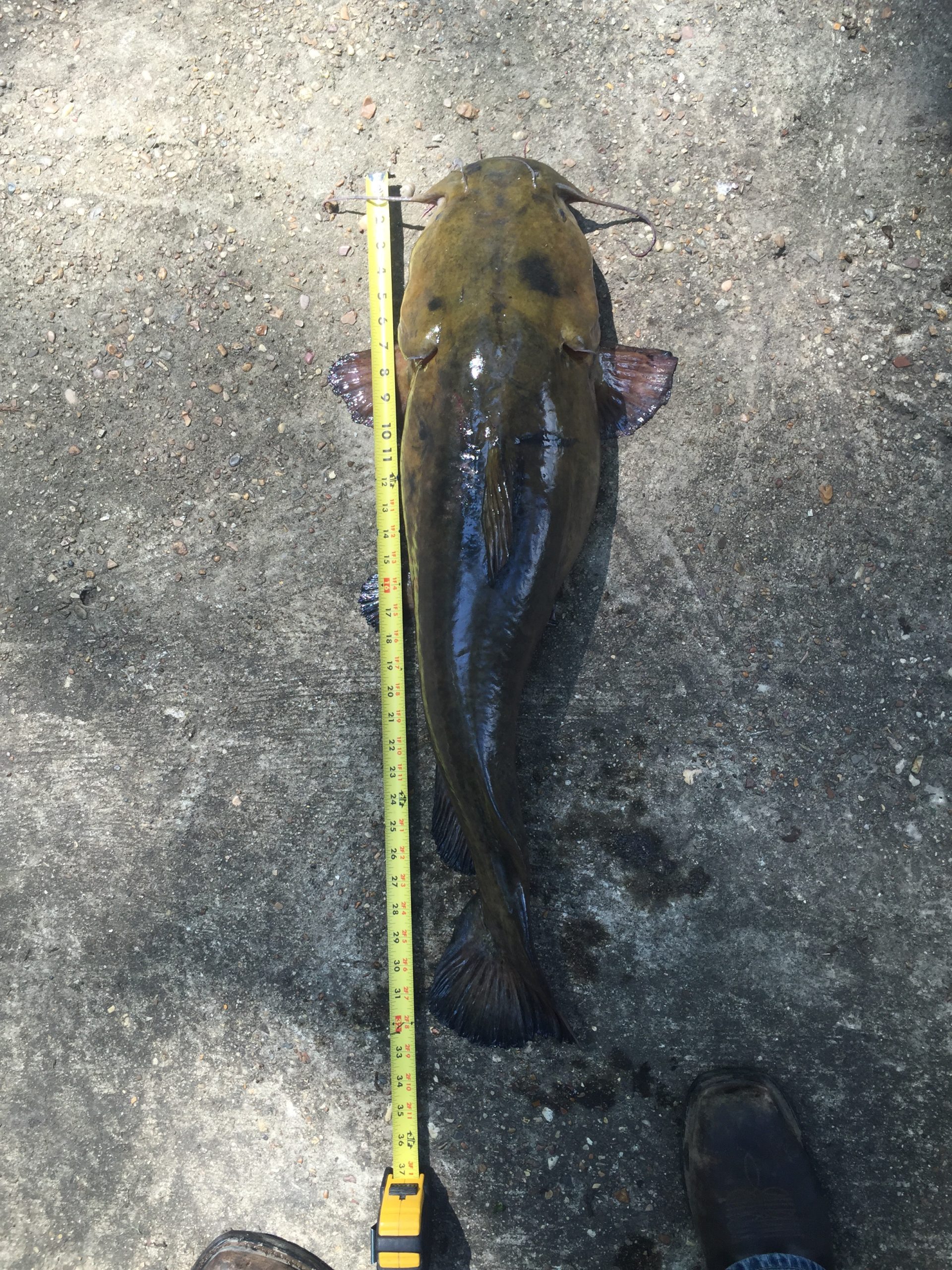 Large brown fish lying on a rough concrete surface, with a measuring tape alongside showing around 50 cm in length.