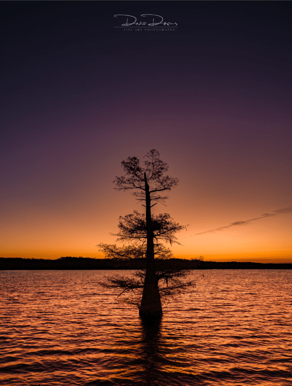 Silhouetted tree standing in calm water at sunset with a warm orange and purple sky reflecting on the lake surface.