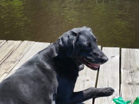 Black dog resting on a weathered wooden dock by a calm lake, with green plastic toys nearby.