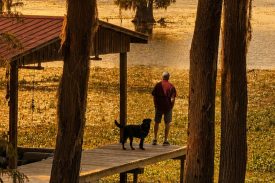 Golden hour sunset over a lake, seen through tall pine trees, with a man and his dog on a wooden dock by the water.