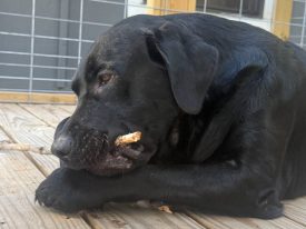 Black dog lying on a wooden deck, chewing a small stick with a wire fence behind it and a building in view.