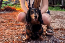 Young woman crouching in a park at sunset with a long-haired dog between her legs, both looking at the camera.